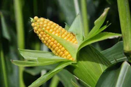 How to Dry Sweet Corn Image